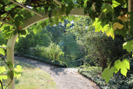 Durch den Weinlaubengang ( Museum Gschenhaus)
